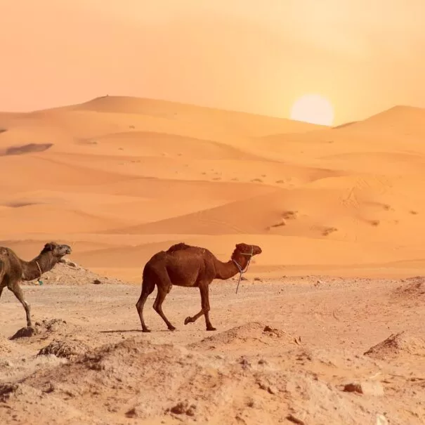 7 dias en Marruecos desde Marrakech